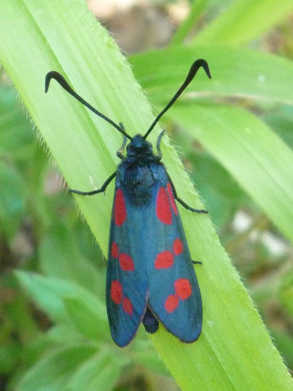 Zygaena sp. ma che specie?